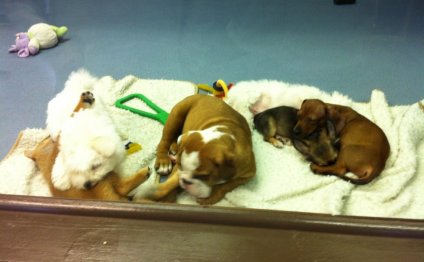 Puppy stores in Virginia Beach